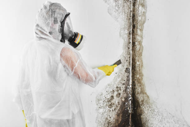 Trusted Marvell, AR Mold Remediation Experts