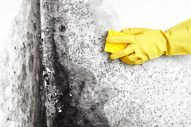 Best Attic Mold Remediation in Mvell, AR