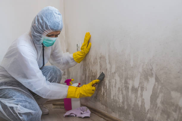 Best Commercial Mold Remediation in Mvell, AR