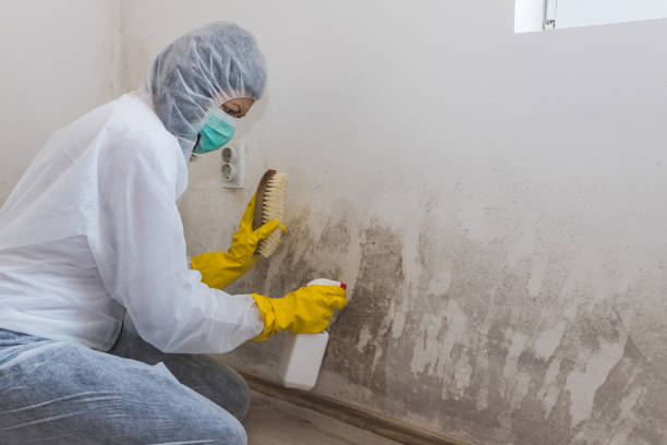 Best Crawl Space Mold Remediation in Mvell, AR