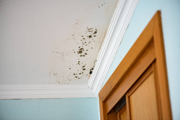 Best Residential Mold Remediation in Mvell, AR