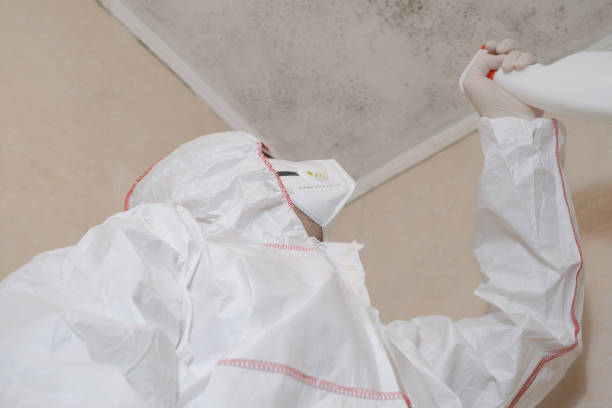 Best Kitchen Mold Remediation in Mvell, AR