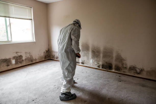 Best Industrial Mold Remediation in Mvell, AR